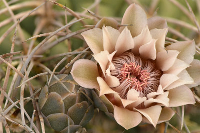 Gymnocalycium 3.jpg