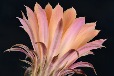 AZ - Peach Echinopsis 1