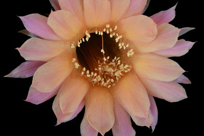 AZ - Peach Echinopsis 2