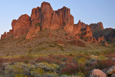 Lost Dutchman State Park Wildflowers 2.jpg