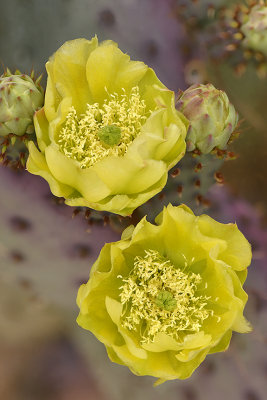 Santa Rita Prickly Pear 13.jpg