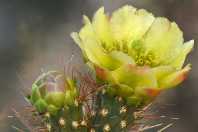 Red Cholla.jpg