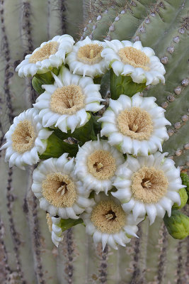 AZ - Saguaro Blossoms 1