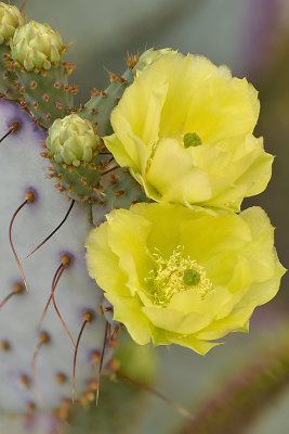 Santa Rita Prickly Pear 4.jpg