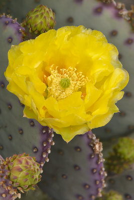 Santa Rita Prickly Pear 7.jpg