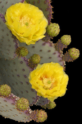 AZ - Santa Rita Prickly Pear 8