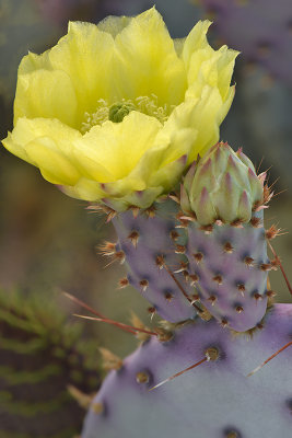 Santa Rita Prickly Pear 12.jpg