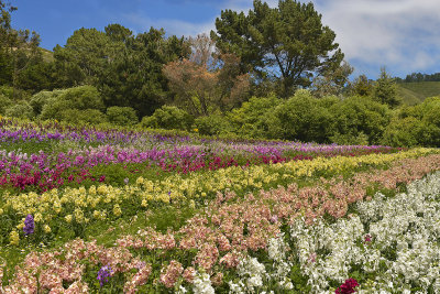 CA - Half Moon Bay - Flower Fields 1