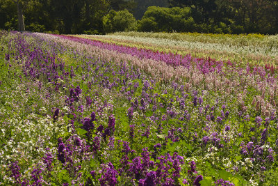 CA - Half Moon Bay - Flower Fields 2