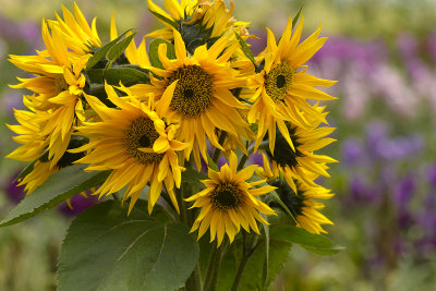 Half Moon Bay - Sunflowers.jpg