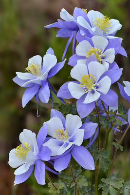 CO - American Basin - Columbine 1