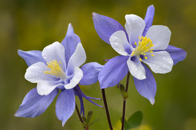 CO - American Basin - Columbine 2