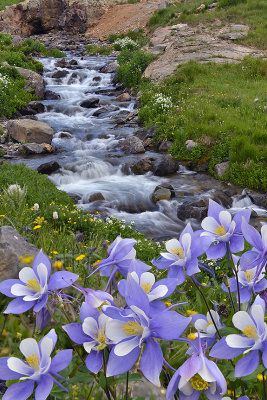 American Basin Creek 1.jpg