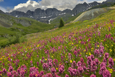 CO - American Basin Flowers 2