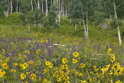 CO - Crested Butte - Aspens & Wildflowers 2