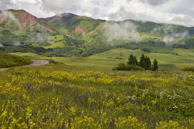 CO - Crested Butte - Wildflowers 2