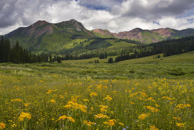 CO - Crested Butte - Wildflowers 3