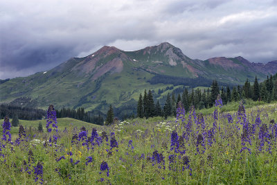 CO - Crested Butte - Wildflowers 4
