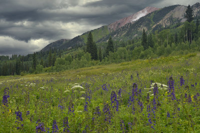 CO - Crested Butte - Wildflowers 5