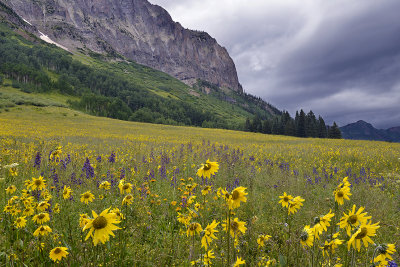 CO - Crested Butte - Wildflowers 6