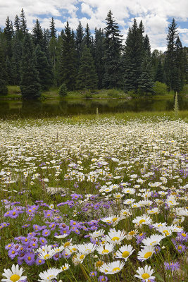 Durango - Wildflowers.jpg