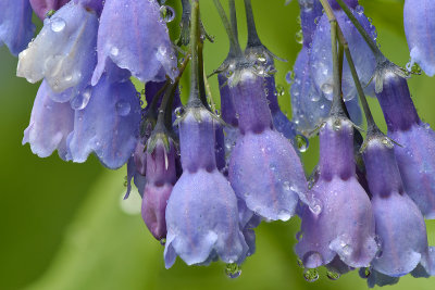 Lake Irwin - Chiming Bells.jpg