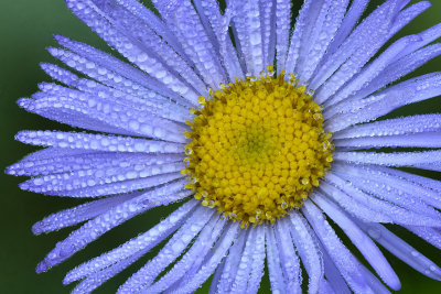 CO - Lost Lake - Aster