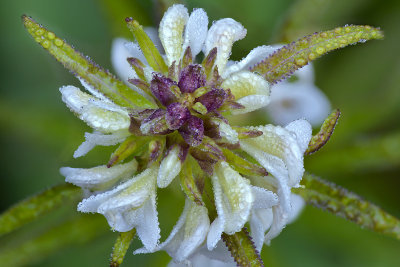 Lost Lake - Dew Drop Flower.jpg