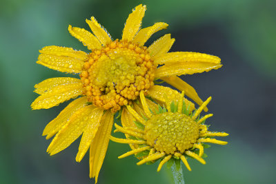 Lost Lake - Sneezeweed.jpg