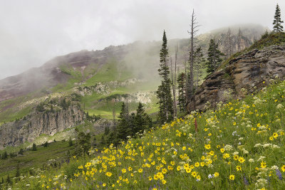 Robinson Basin - Wildflowers.jpg