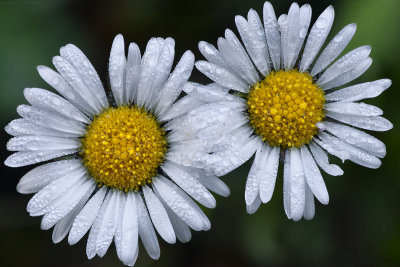 Silverton - Black Headed Daisy.jpg