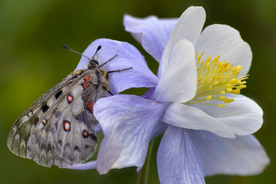 CO - Silverton - Hematite Lake Butterfly on Columbine