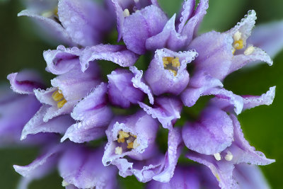 CO - Yankee Boy Basin - Dew Drop Flower