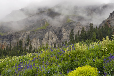 CO - Yankee Boy Basin - Wildflowers 2