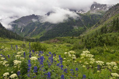 CO - Yankee Boy Basin - Wildflowers 3