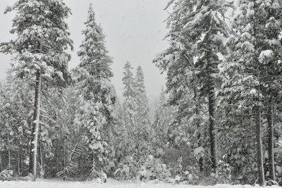 Donner Pass Snow Falling 1.jpg