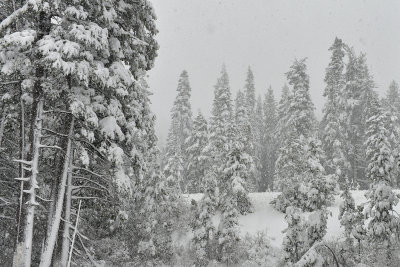 Donner Pass Snow Falling 2.jpg