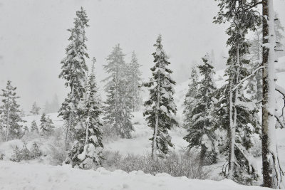 CA - Donner Pass Snow Falling 1