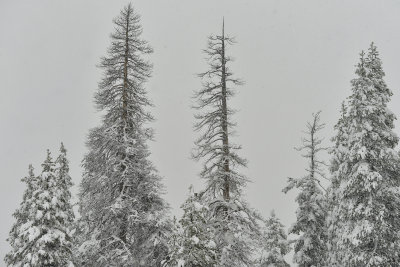 CA - Donner Pass Snow Falling 2