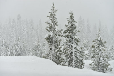 Donner Pass Snow Falling 10.jpg