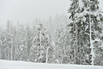 Donner Pass Snow Falling 8.jpg