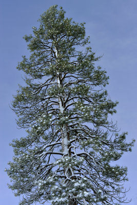 CA - Lake Tahoe Snowy Treescape