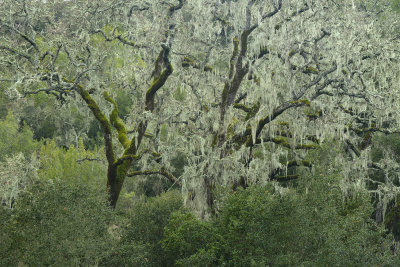 CA - Paso Robles Treescape 2