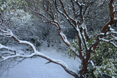 Snowy Manzanita 1.jpg