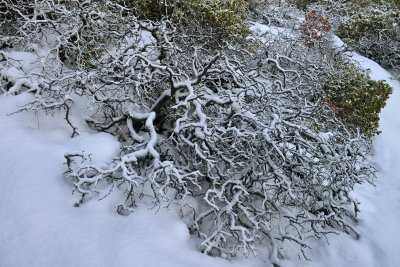 Snowy Manzanita 2.jpg