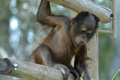 Baby Orangutan.jpg