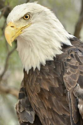 Bald Eagle 3.jpg