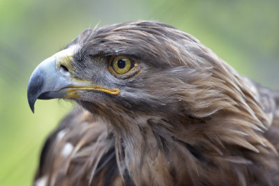 Golden Eagle.jpg