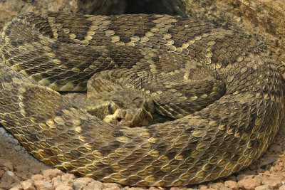 Mojave Rattlesnake.jpg