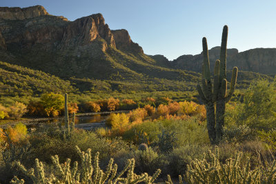 AZ - Salt River Cactus Framing